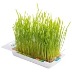 Трава TiTBiT для кошек, пшеница, 50 г - Фото 7