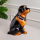 Копилка "Собака ротвейлер", чёрный цвет, глянец, 35 см - Фото 2