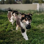 Игрушка для собак «Покрышка», 8 см, пищащая, винил, чёрная - Фото 5