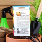 Семена Лук репчатый «Эксибишен», F1, 0.2 г, «Урожай удачи» - Фото 4