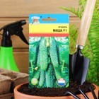 Семена Огурец "Маша" F1, 0,2  г - Фото 3