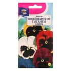 Семена цветов Виола "Швейцарские Гиганты", 0,1 г - Фото 1