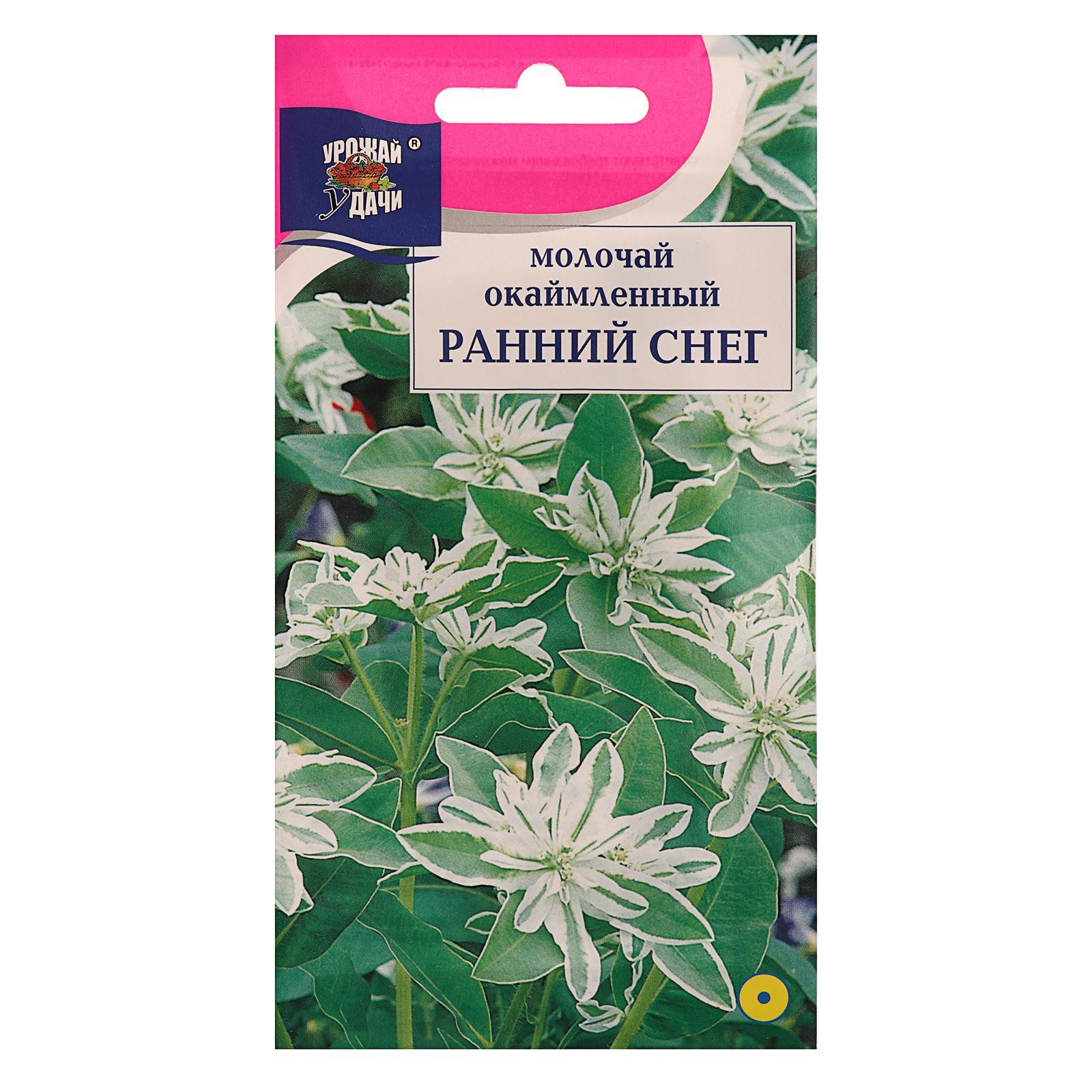 Семена цветов Молочай окаймленный "Ранний снег", 0,2 г (6482050 ...