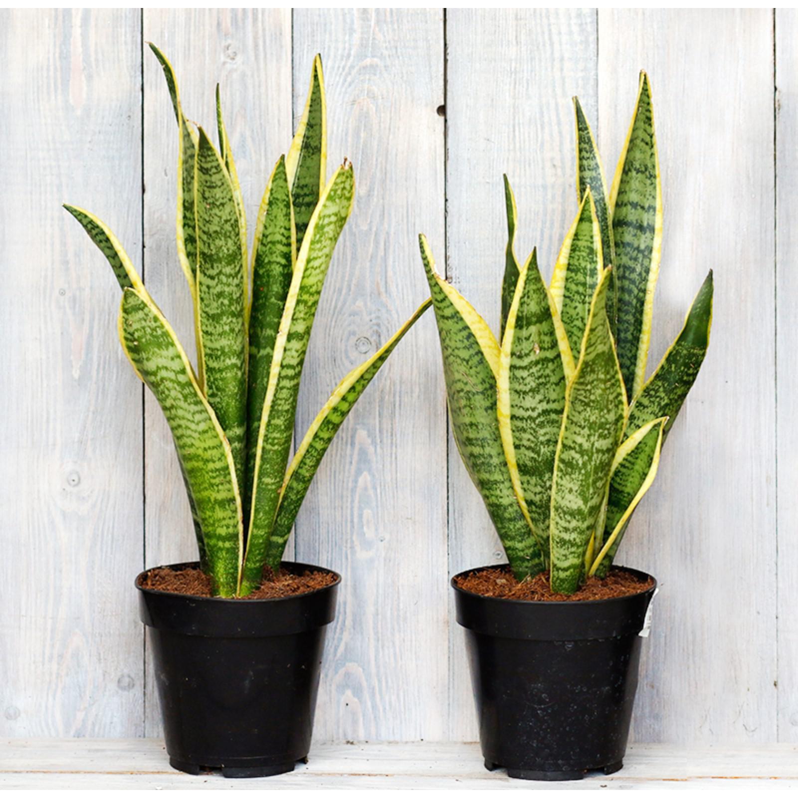 Комнатное растение сансевьера фото Комнатное растение сансевьера фото