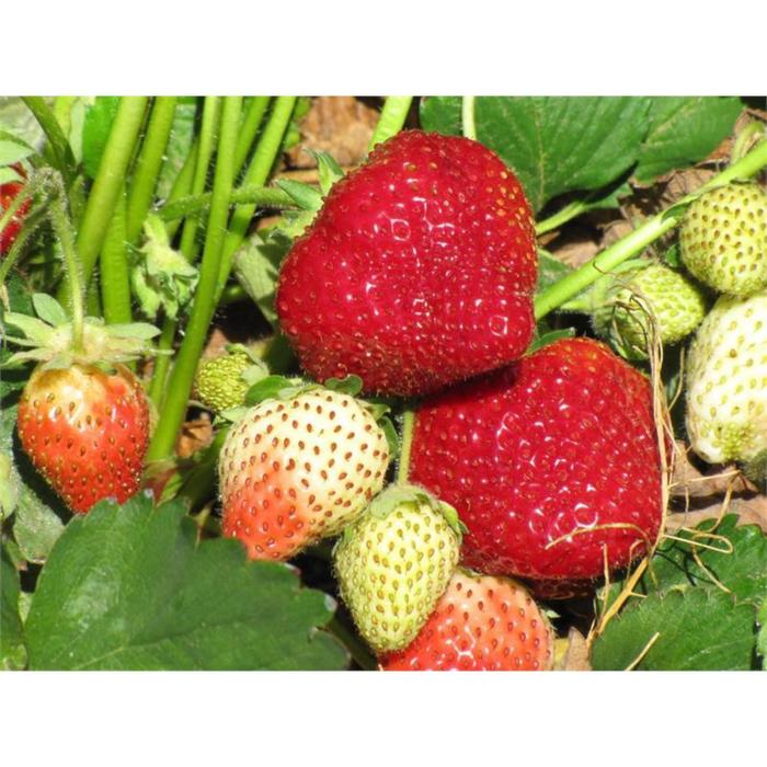 Земляника садовая Вивальди. Краткий обзор, описание характеристик fragaria anana