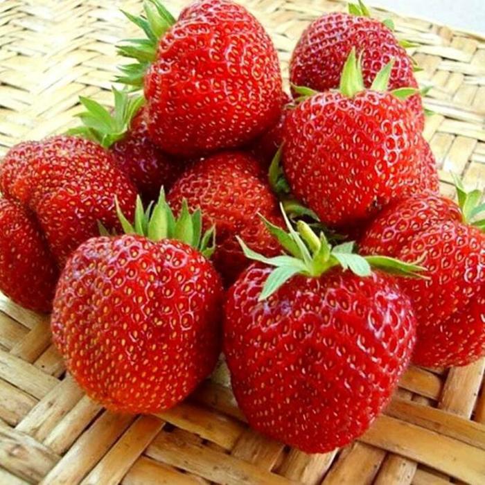 Выращиваем землянику в любом уголке страны: лучшие сорта с описанием и фото. Сов