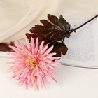 цветы искусственные астра 60 см d-15 см розовый - Фото 1