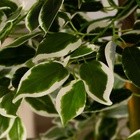 Дерево искусственное «Лист с белой каемкой», h=160 см - Фото 3