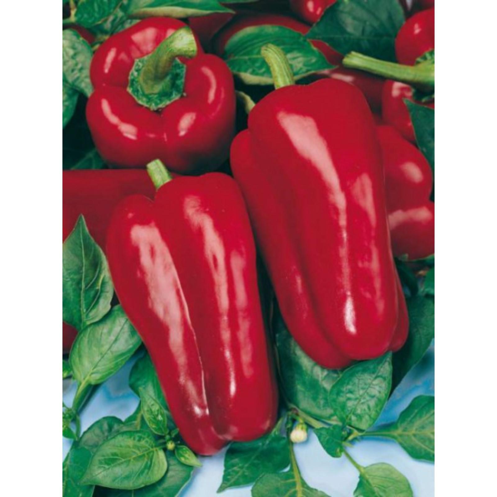 Денис перец фото Денис перец фото