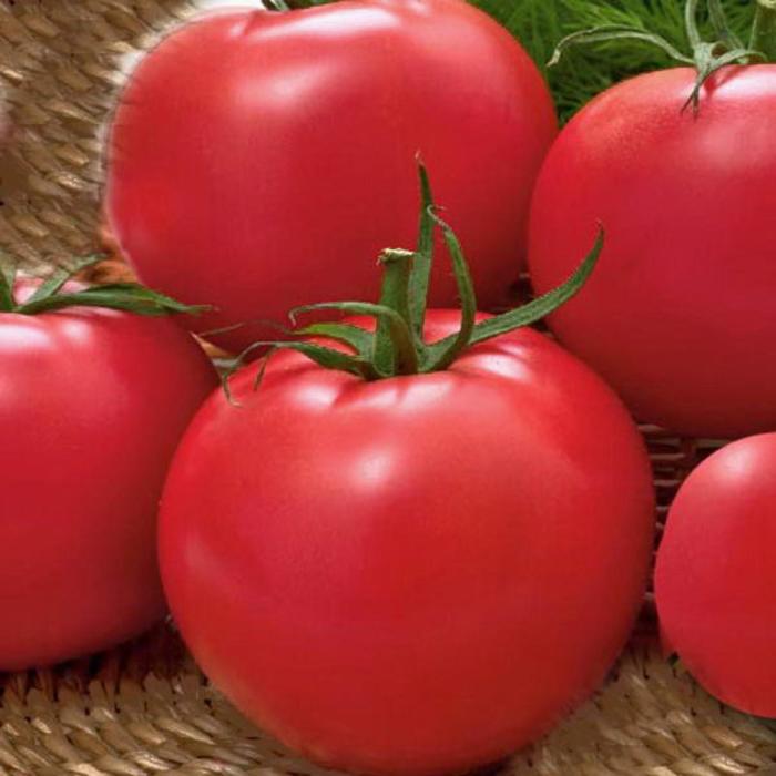 Сказка описание сорта фото отзывы Сказка описание сорта фото отзывы