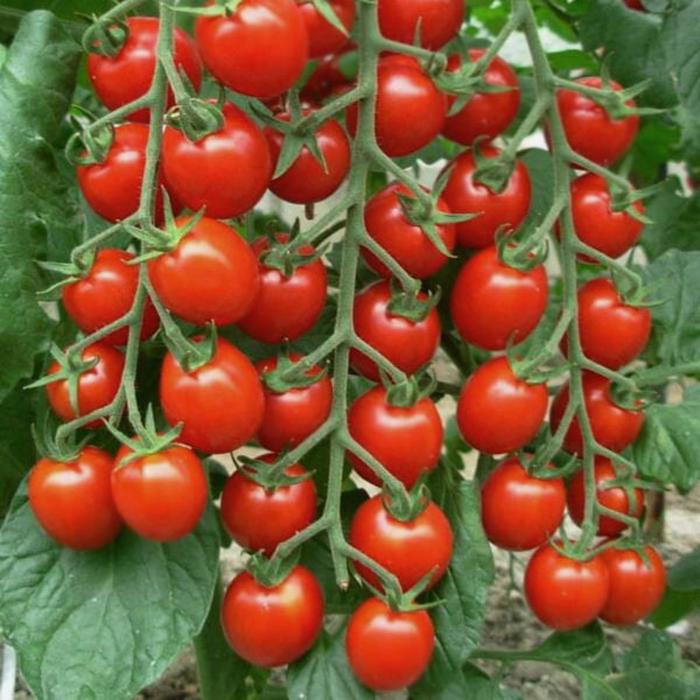 Гроздь помидор фото Гроздь помидор фото