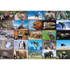 Настольная игра «Мемо. Удивительные животные», 50 карточек + познавательная брошюра - Фото 2