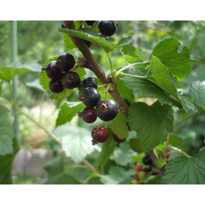 Саженец Смородина черная (ОКС) Марьюшка, 1 шт, Осень 2025 - Фото 1