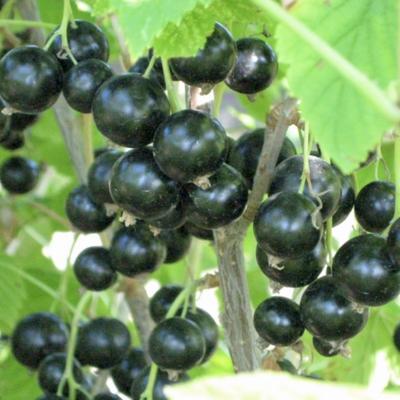 Саженец Смородина черная (ОКС) Мушкетер, 1 шт, Осень 2025