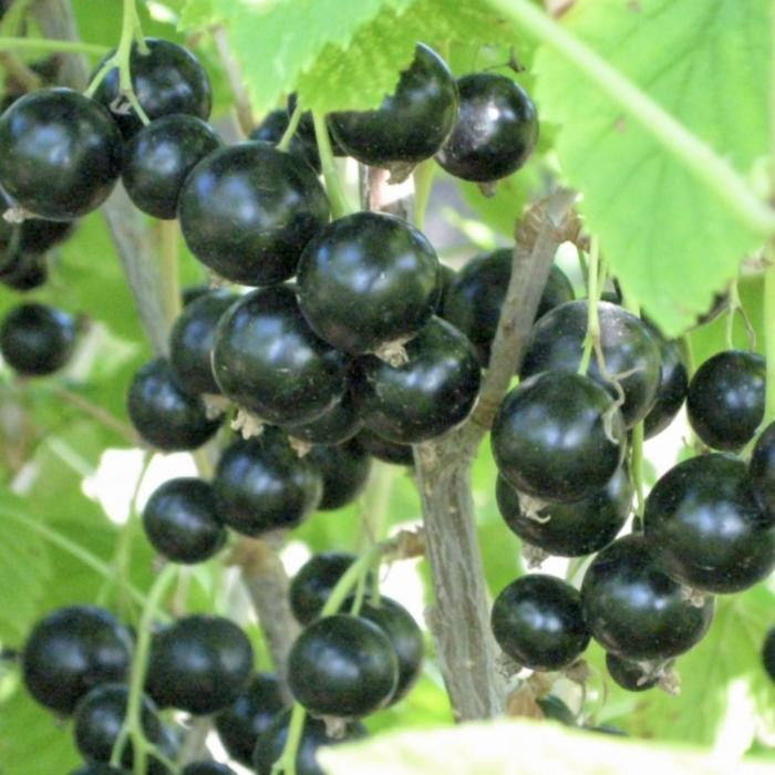 Саженец Смородина черная (ОКС) Мушкетер, 1 шт, Осень 2025 - Фото 1