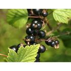 Саженец Смородина черная (ОКС) Русалка, 1 шт, Осень 2025 6494145