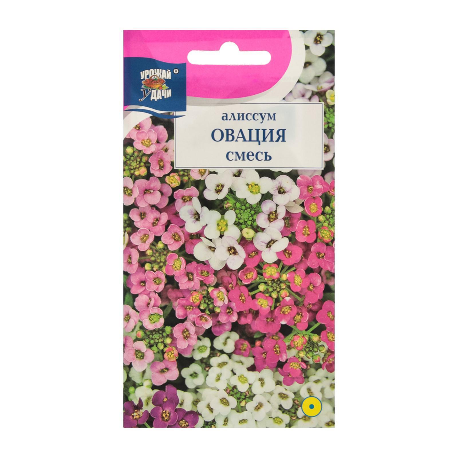Семена цветов Алиссум "Овация", смесь,0,1 гр (6482004) - Купить по цене ...