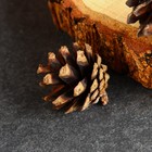 Набор природного декора "Лесок и колосок", 11 предметов, микс - Фото 3