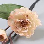 Декор тинги «Лептоспериум», h=150 см, МИКС - фото 33865391