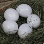 Яйцо искусственное подкладное, для кур, 4 × 5 см, 1 шт., белое - Фото 5