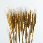 Сухой колос пшеницы, набор 30 шт., цвет золотой - фото 6396530