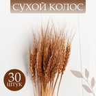 Сухой колос пшеницы, набор 30 шт., цвет золотой - фото 6396531