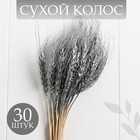 Сухой колос пшеницы, набор 30 шт., цвет серебряный - фото 6396534