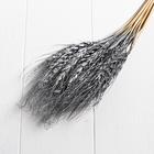 Сухой колос пшеницы, набор 30 шт., цвет серебряный - Фото 5