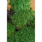 Набор для выращивания микрозелени My Greens, 5 культур: горох, горчица, рукола, редис санго, кресс-салат - Фото 9