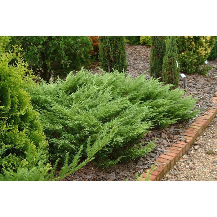 Какие особенности ухода за можжевельником?" - Яндекс Кью