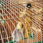 Зерновые палочки "Пижон" для птиц, с орехами, 2 шт, 90 г - Фото 2