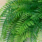 Букет "Нефролепис" 30 см (комплект 2 шт) - фото 25267119