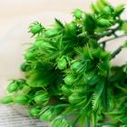 Букет «Плодоносник», h=28 см - фото 24360246