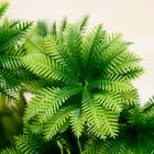 Букет искусственный «Араукария кругообразная», 24 см (комплект 2 шт) - фото 21232238