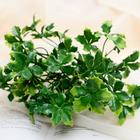 Букет «Адиантум молодой», h=26 см - фото 24379158