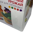 УЦЕНКА Набор для сортировки «Разноцветный урожай», по методике Монтессори - Фото 6
