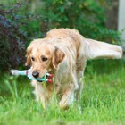 Игрушка пищащая «Задумчивая курица» для собак, 28 см, голубая - Фото 6