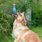 Игрушка пищащая "Задумчивая курица" для собак, 28 см, голубая - фото 6400897