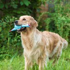 Игрушка пищащая "Задумчивая курица" для собак, 28 см, голубая - Фото 8