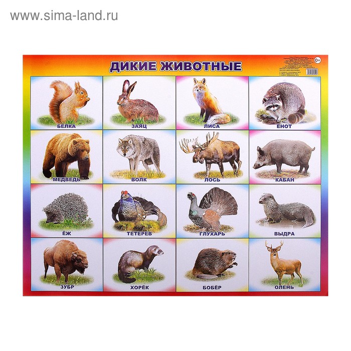 Наглядный плакат для детей Животные леса Плакат, Для детей, Дети