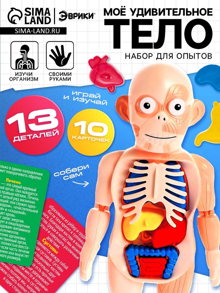 Набор для опытов «Мое удивительное тело»