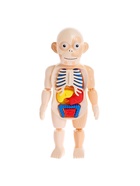 Набор для опытов «Мое удивительное тело» - Фото 5