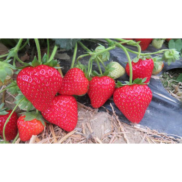 Клубника фенелла описание сорта фото отзывы - SadPhoto.ru