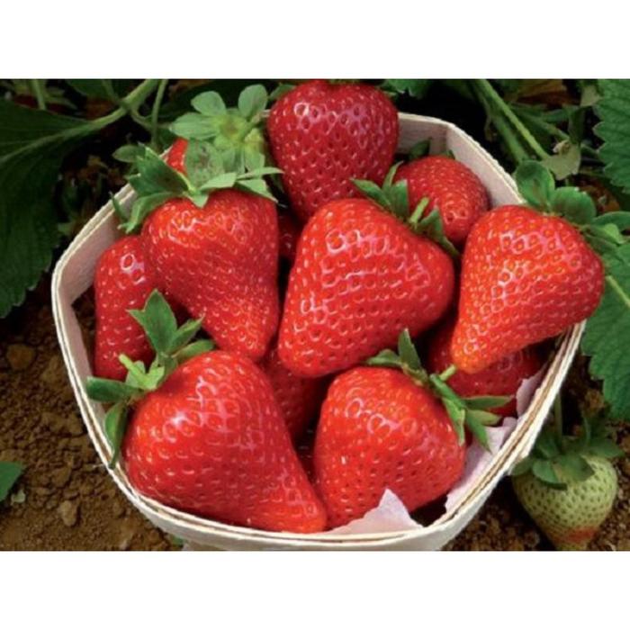 Клубника свит энн описание сорта фото Клубника свит энн описание сорта фото