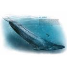 Синий кит:невероятная история самого крупного животного всех времён (6+). Тьернсхауген Андреас - Фото 11