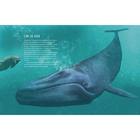 Синий кит:невероятная история самого крупного животного всех времён (6+). Тьернсхауген Андреас - Фото 14