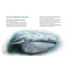 Синий кит:невероятная история самого крупного животного всех времён (6+). Тьернсхауген Андреас - Фото 5