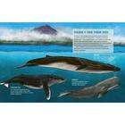 Синий кит:невероятная история самого крупного животного всех времён (6+). Тьернсхауген Андреас - Фото 6