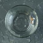 Стакан "Непробиваемый. 9 мая Тюльпан", со звездой, для виски, 250 мл - Фото 4