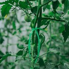 Шпагат для подвязки растений, 50 м, полипропилен, зелёный, Greengo - фото 10056100